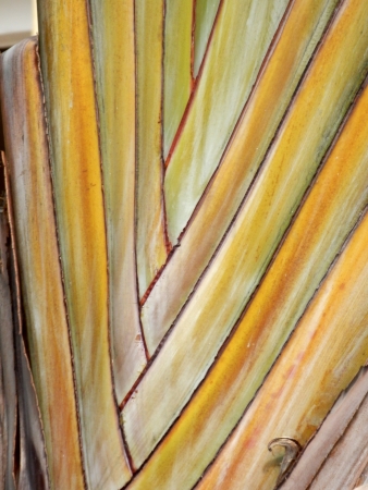 Close up of the fan shaped leaf stalks of the Travellers Tree  Ravenala madagascariensis Sonn の写真素材