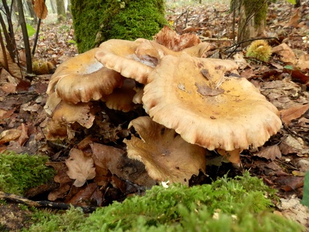 Group of Leucopaxillus giganteus mushrooms, aka Giant Clitocybe or Giant Funnel, in a woodland settingの写真素材
