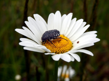 White-spotted Rose Beetle (Oxythyrea funesta) feeding on the pollen of an Ox-eye Daisyの写真素材