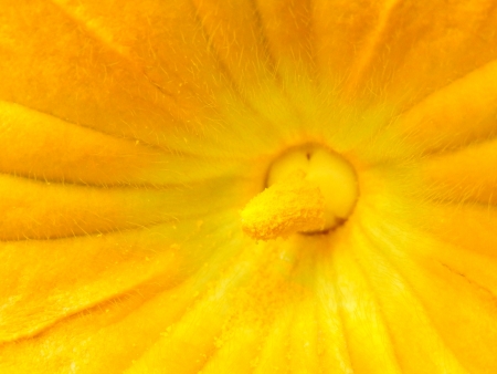 Close up of the male anther of a squash flowerの写真素材