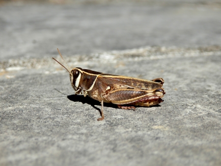 Two-Striped or Yellow-striped Grasshopper  Melanoplus bivittatus  の写真素材