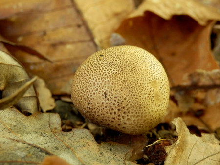 Leopard Earthball fungus  Scleroderma areolatum  found in forest leaf litter