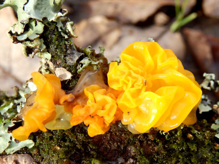 Fungi Tremella Mesenterica growing alongside lichen on a dead branchの写真素材