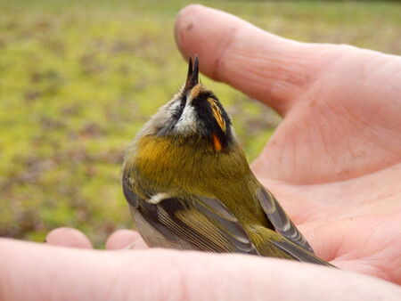 Firecrest  Regulus ignicapillus  held in a handの写真素材