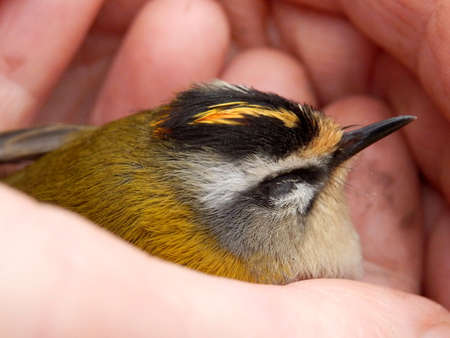Firecrest  Regulus ignicapillus  held in a handの写真素材