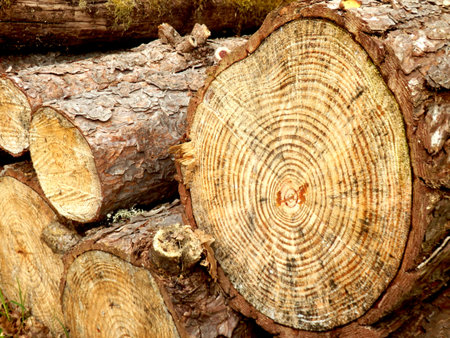 Close up of a cross section of a pine tree, showing resin coated rings