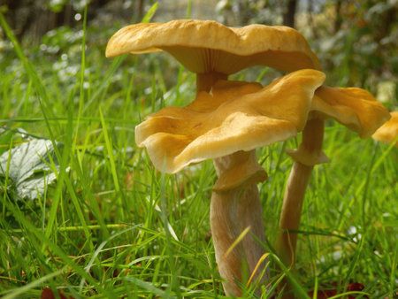 Honey Fungus (Armillaria mellea) showing the stem, collar and gills