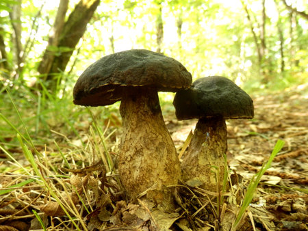 Xerocomus pruinatus aka Matt Bolete or Boletus pruinatus, growing on a woodland pathの写真素材