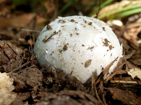 Close up of an immature Amanita Caesarea Mushroom, aka Caesars Mushroom breaking through the ground. In France known as Roi de Champignonsの写真素材