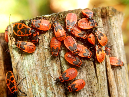 A group of Firebugs Pyrrhocoris apterus aka Gendarmes on a fence postの写真素材