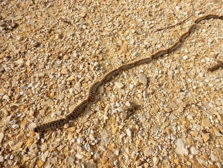 A line of caterpillars of the pine processionary moth (Thaumetopoea pityocampa). They are a highly destructive species and are very dangerous should family pets come into contact with the caterpillar hairs.の写真素材