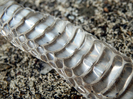Close up of the shed skin of a European Whip Snake (Hierophis viridiflavus)