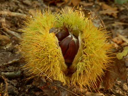 Sweet chestnut (Castanea saliva), bursting open on a woodland pathの写真素材