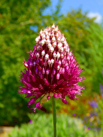 Close up of the purple head of a flowering Allium sphaerocephalon