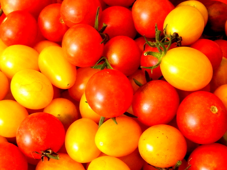 Freshly picked red and yellow cherry tomatoesの写真素材