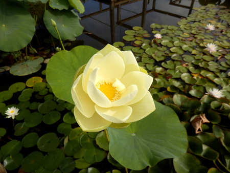 Close up of a Water Lily - variety Nymphaea GallatÃ©eの写真素材