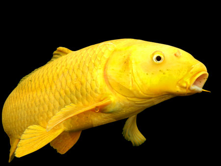 Golden yellow Koi Carp isolated on a black backgroundの写真素材