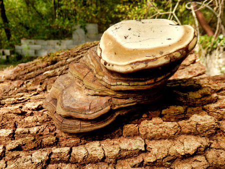 Phellinus igniarius mushroom, growing on a fallen oak tree, showing minute spores underneath