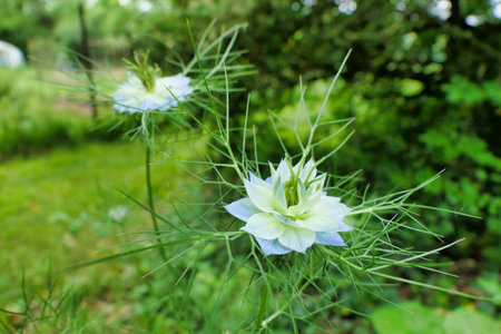 Soft focus close up of a Cornflower (Centaurea cyanus) growing wild in a meadowの写真素材