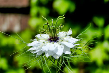 Close up of a Cornflower (Centaurea cyanus)の写真素材