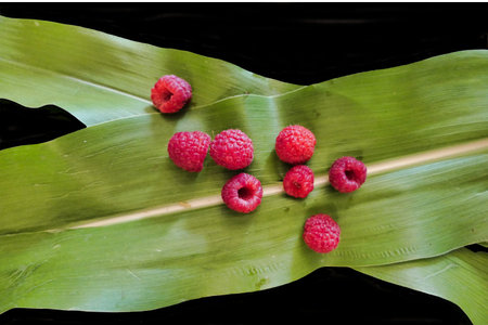 Freshly picked raspberries scattered on green leaves on a black background