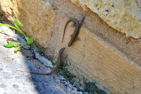 Close up of two male wall lizards (Podarcis muralis) facing up to each other for a fightの写真素材