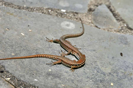 Close up of two male wall lizards (Podarcis muralis) in the middle of a fightの写真素材