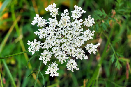 Close up of the flower head of an invasive Wild Carrot plant (Daucus carota), also known as Queen...
