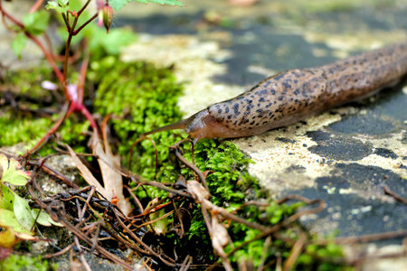 Leopard slug ( Limax maximus) crawling along a terrace. Known to be one of the largest keeled slugs.の写真素材