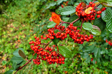 Cotoneaster lacteus (Parney Cotoneaster) festooned with clusters of vibrant red berriesの写真素材