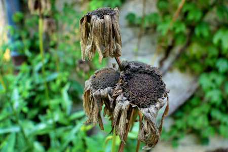 Decaying and dead flower heads of Leucanthemum bloomsの写真素材