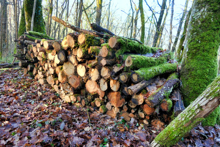 Moss covered log pile of oak, acacia and sweet chestnut logs in a woodland clearing