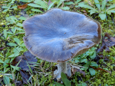 Close up of an Amanita vaginata covered in a thin layer of ice giving it a shiny wet blue-grey appearance. In France known as a Grisette.の写真素材