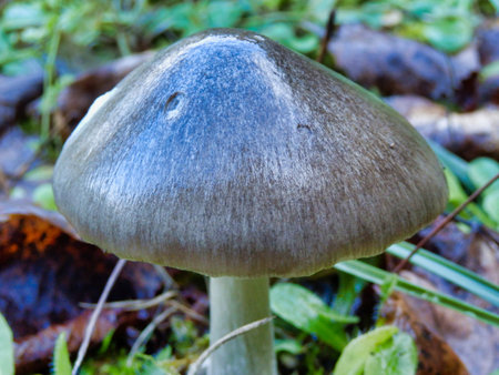 Close up of an Amanita vaginata covered in a thin layer of ice giving it a shiny wet blue-grey appearance. In France known as a Grisette.の写真素材