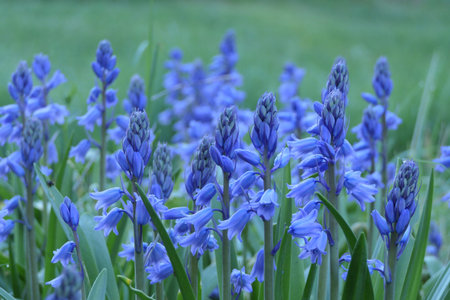 Close up of bluebells growing wild in a French orchard