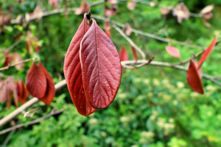 Close up of a Cotoneaster lacteus (Parney Cotoneaster) leaf turned leathery redの写真素材