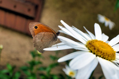Meadow Brown butterfly (Maniola jurtina) feeding on a Leucanthemum flower