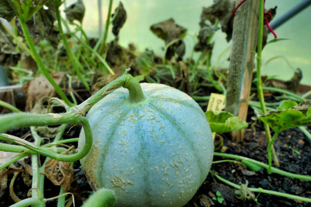 Charantais melon growing a melon bed in a polytunnelの写真素材