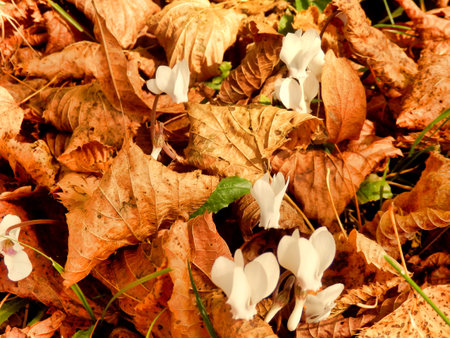 White cyclamen flowers bursting through the autumn leavesの写真素材