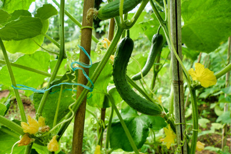 Young cucumbers growing up a plastic mesh inside a polytunnelの写真素材