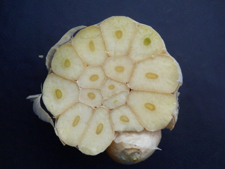 Close up of a slice through a garlic bulb showing the cross section of the individual garlic clovesの写真素材