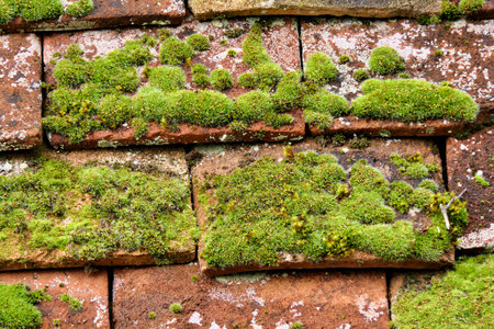 Close up of old terracotta roof tiles broken and covered with mossの写真素材