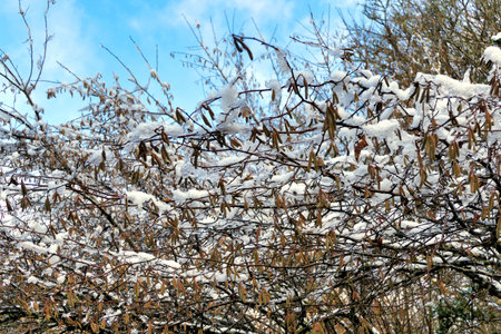 Catkins lit up by the morning sun following an overnight snowfallの写真素材