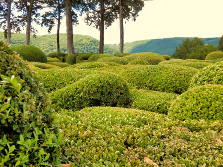 Topiary garden from Les Jardins de Marqueyssac in the Dordogne, Franceの写真素材