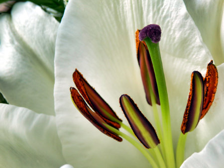 Close up of an open Lilium Oriental White flower showing the brightly coloured pistal, stigma, style and pollenの写真素材