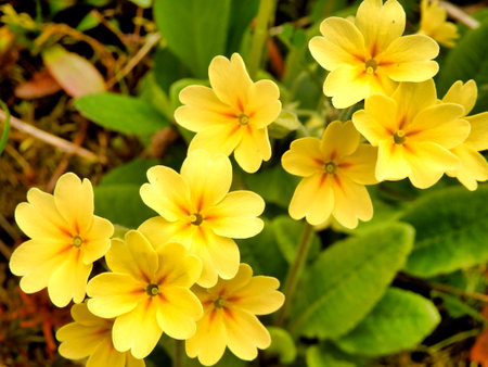 Close up of Oxlips (Primula elatior) flowering in an orchardの写真素材