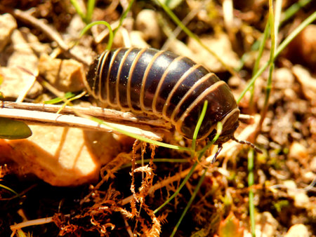 Close up of a Glomeris marginata also known as a Pill Millipedeの写真素材