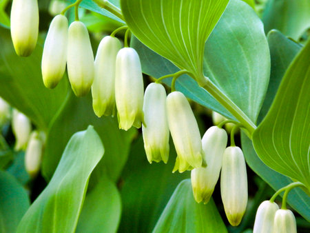Close up of the hanging flowers of the Solomons Seal (Polygonatum multiflorum) also known as King Solomons-sealの写真素材