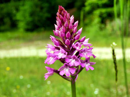 Pyramidal Orchid bud (Anacamptis pyramidalis) starting to open up into a flowerの写真素材
