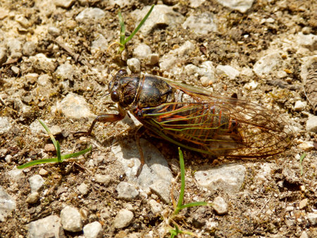 Male European Cicada (Lyristes plebejus) found in the Dordogne, France. This is the largest cicada...